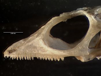 Media type: image;   Herpetology R-184660